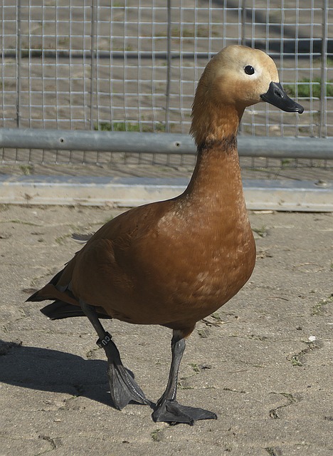 夺战